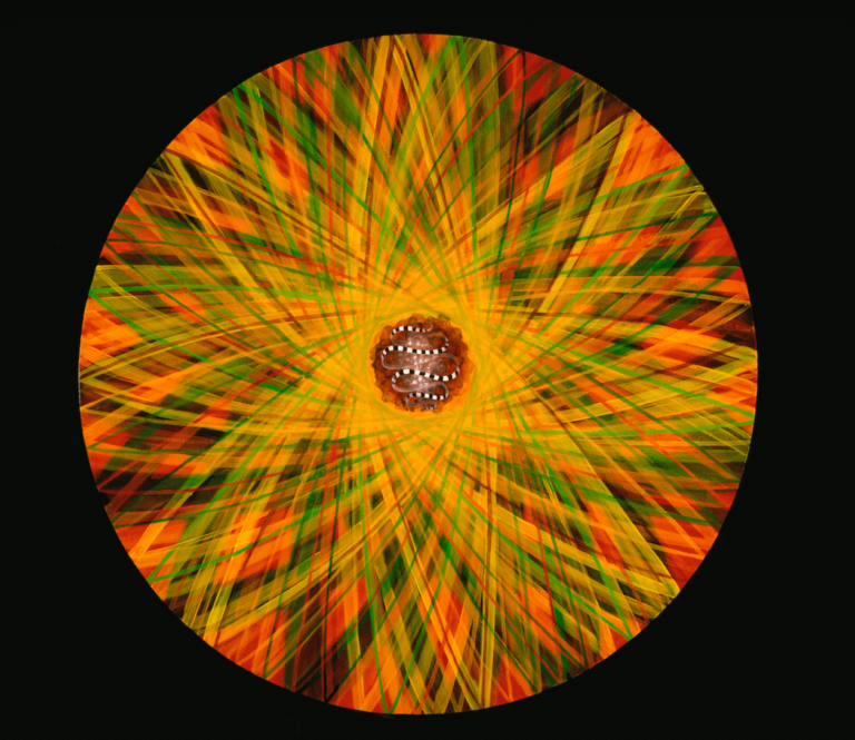 genuine heart of sadness, oil on panel, 48" diameter, 2002